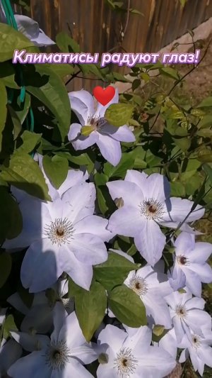КЛИМАТИСЫ. ЦВЕТЫ. КРАСОТИЩА. #цветы #красота #природа #деревня