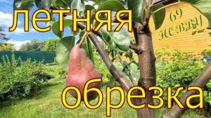 Летняя обрезка груши: когда и как удалять жировики для хорошего урожая