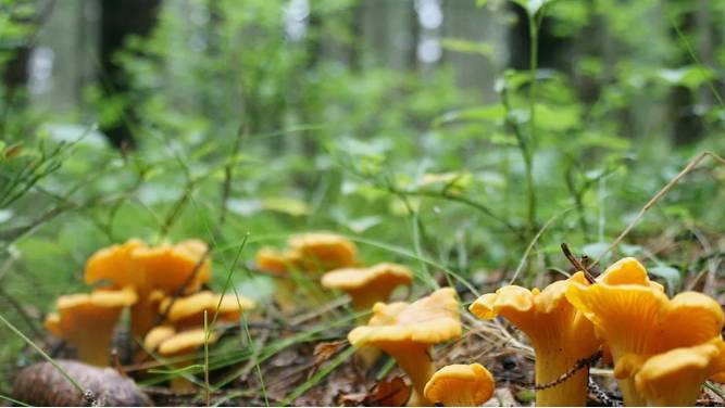 ГРИБЫ ЛИСИЧКИ