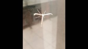 Пальцекрылка однопалая (Emmelina monodactyla)