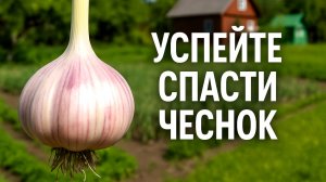 Успейте спасти Чеснок - не повторяйте чужих ошибок!