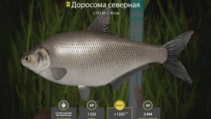 РУССКАЯ РЫБЫЛКА 4 РР4 ТРОФЕЙ ДОРОСОМА СЕВЕРНАЯ ЛОСИНОЕ