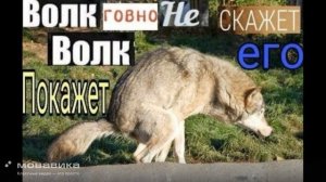 цитаты волков