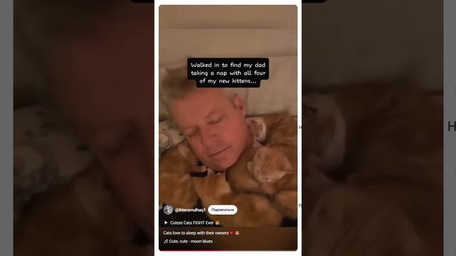 кошки обожают обнимашки