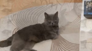 Бусенка