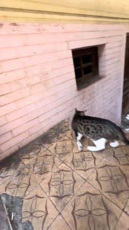 Кошка Сирена торгует одеждой#кошка #кошкапродавец #кошкибатуми #животные #кошкасирена #cats