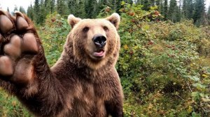 Влог медведя