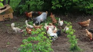 ХРЮНДЕЛЬ в курятнике