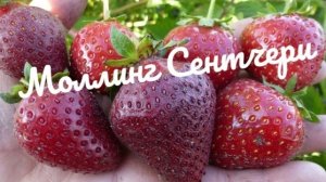 Крупная клубника сорт,, Моллинг Сентчери,, 🍓🍓🍓