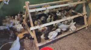 Розы цветут, куры растут! Жизнь в доме на колёсах, за городом, на свежем воздухе. Дачный влог.