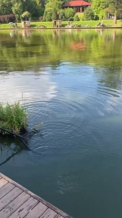 На что ловишь.