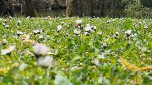 Красота природы после дождя.