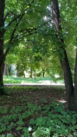 Петровский парк