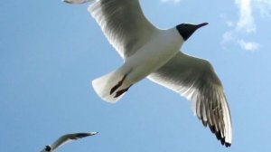 Ричард Бах. Чайка по имени Джонатан Лвингстон. Часть 1-3