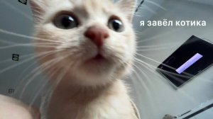 Самое Милое Видео стоит ли заводить котика? nowkie