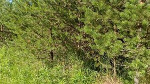 Земельный участок на вершине холма в КП Прибрежный