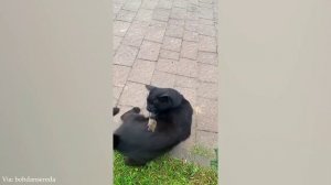 СМЕШНЫЕ ПРИКОЛЫ! Приколы с животными ОТБОРНЫЙ ЮМОР!