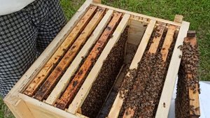 БИТВА ПОРОД. Монтикола-магазин, гнездо.