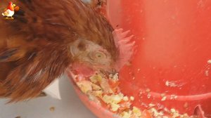 Куры несушки молодки породы Род Айленд ❣️123-124 дня 🤗🥚😂