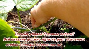 Огурцы в открытом грунте. Уход и подкормки в первый месяц
