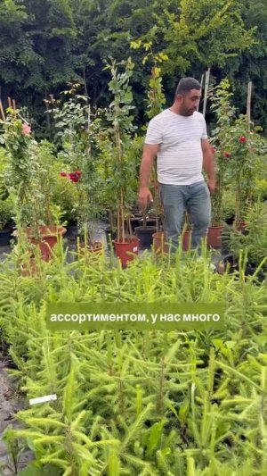 ЕЛЬ ГЛАУКА В ПОДАРОК!!! Каждому покупателю весь июль!!!
