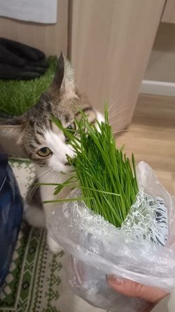 Маруськина любовь к травке