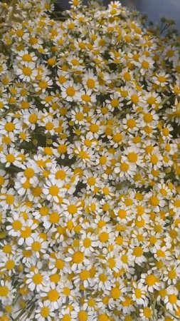 Как сахарные 🍭🍬💐