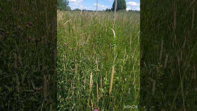 Прекрасное лето! Чудесный июль!.mp4