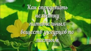 Чего не Хватает Огурцам, Определяем по Листьям.