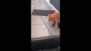Кот. Фокс