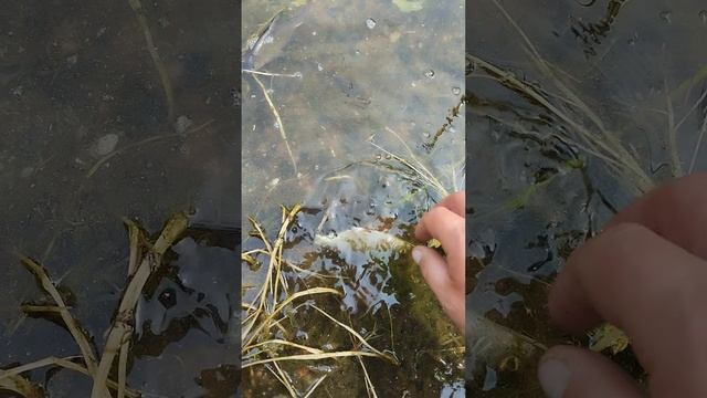 отпускаем улов