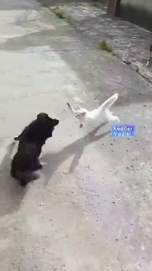 Банда на районе 🤣🤣🤣