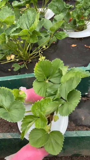Зачем нужна одноразовая тарелка клубнике 🍓