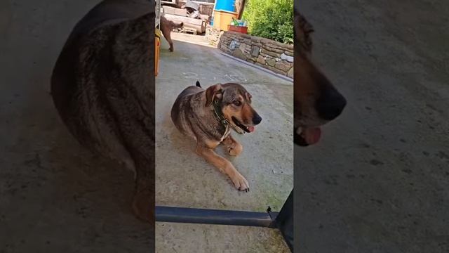 Семейная собака Буся ищет дом и мягкий диванчик❤️