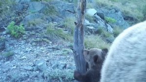 Беззаботный медвежонок из Саяно-Шушенского заповедника покорил соцсети