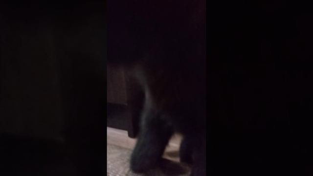 мои котята