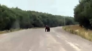Встреча с медведем на камчатской дороге в Усть-Большерецк