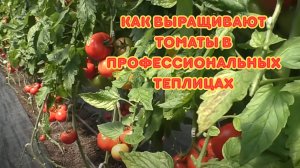 Это не просто помидоры! Секреты агрономов, которые дадут вам в 3 раза больше урожая