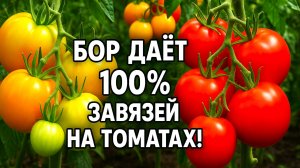 Дачники в восторге: Бор даёт 100% завязей на Томатах!