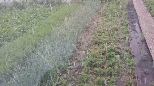 Среднее Поволжье снова в дожде