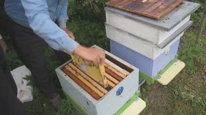 Осмотр пчелиной семьи