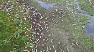 Вот таких красавцев встретил вчера по возвращению с рыбалки, северные олени.