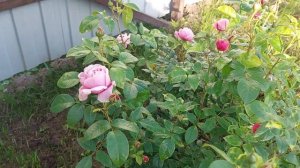 Наши 8,4 сотки🏡У нас наконец-то тепло🌞Прополола капусту.Поганец крот,всё изрыл.