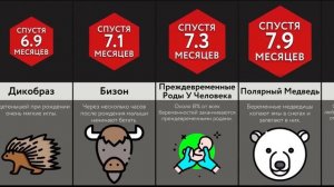 Сколько Длится Беременность У ___