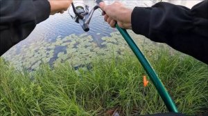 Зелёный чеснок лучшая приманка на раков