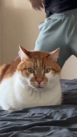 Кот и танцор диско