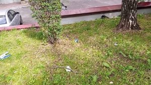 Кисловодск. А где урны на ул. Губина? 5.07.2025 г.