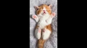 СМЕШНЫЕ ПРИКОЛЫ! Приколы с животными ОТБОРНЫЙ ЮМОР!