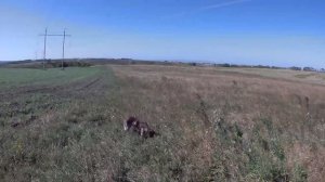 Охота на ПЕРЕПЕЛА с ЛЕГАВЫМИ и ТОЗ БМ 2021 bıldırcın avı. chasse aux cailles. caccia alle quaglie