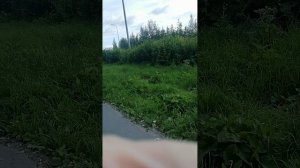 Кто со мной на прогулку?
